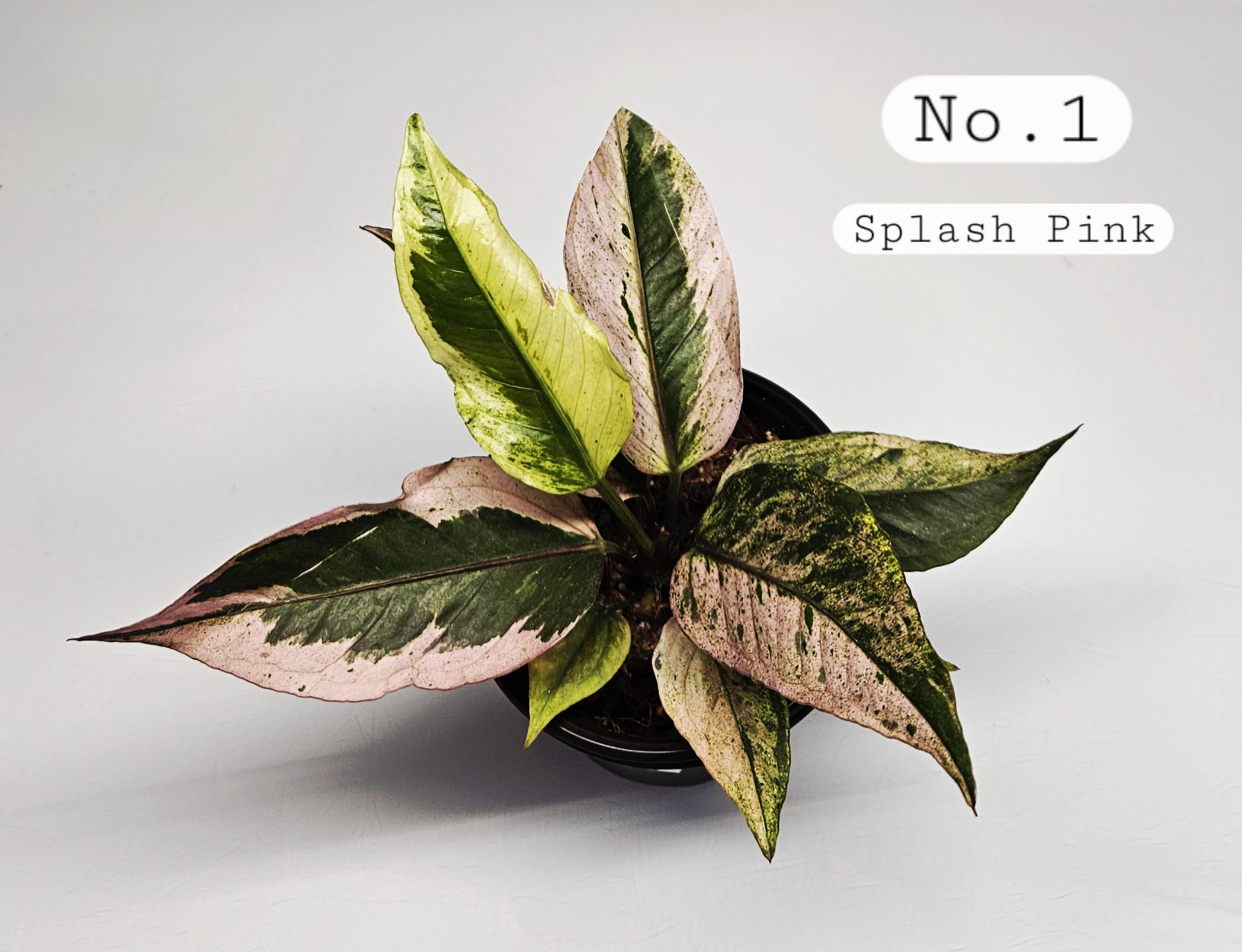 Anthurium Renaissance Variegation. Hybrid Please Read DESCRIPTION