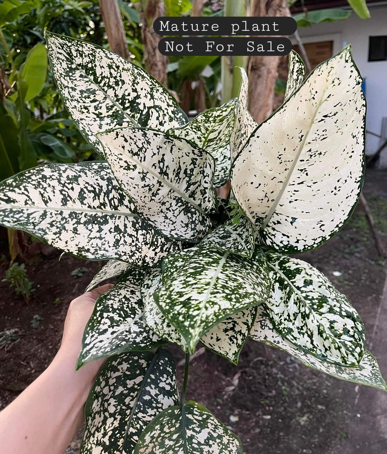 エクセル 　Aglaonema Khum Koonなど エクセル 様専用 Aglaonema Khum Koonなど - メルカリ