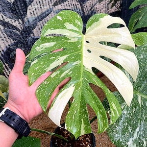 Monstera  Thai Constellation  seedling size 3-4 inches