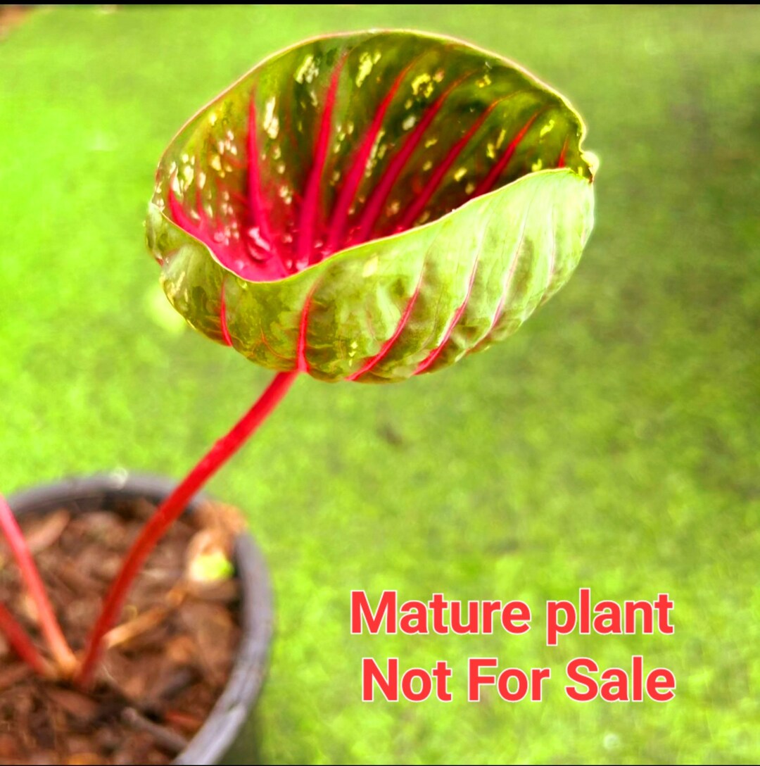 CALADIUM Ruby Spoon Extremely Rare Collection Please Read DESCRIPTION ...