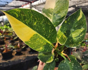 Philodendron Green Congo Hybrid Variegation  plant size 5-6 inches