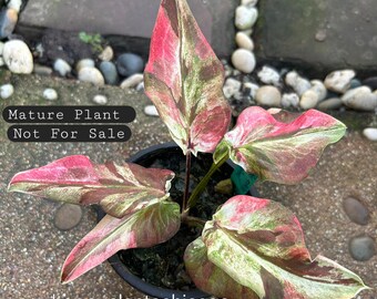 New hybrid caladium  na - lin - thip  Extremely Rare Collection  Please read DESCRIPTION before purchase