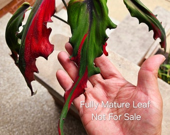 Anthurium Renaissance Variegation. Hybrid Seedling Size 3-5 inch