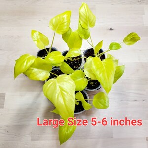 Philodendron warszewiczii Aurea SEEdling Size 2-3 inches image 3