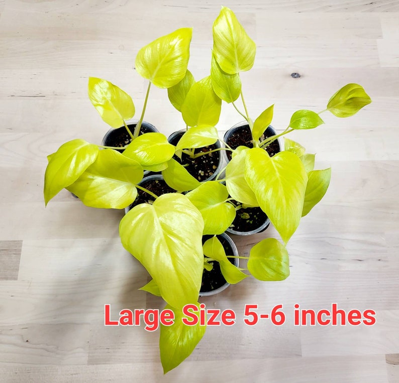 Philodendron warszewiczii Aurea SEEdling Size 2-3 inches image 3