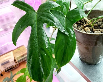 Philodendron Florida Beauty (green)  not Verigation seedling Size 1-3 inch