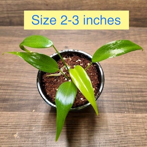 Philodendron Lelano Miyano Rare Collection Seedling Size 2-5 inches Size 2-3 inches