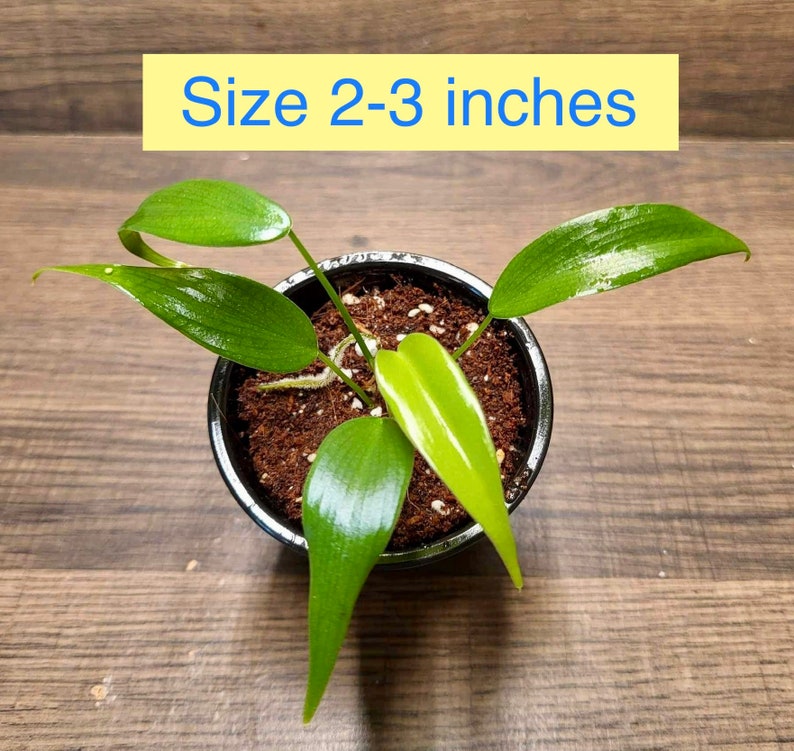Philodendron Lelano Miyano Rare Collection Seedling Size 2-5 inches Size 2-3 inches