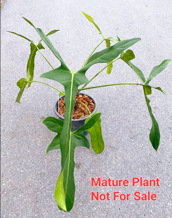 Philodendron Lelano Miyano Rare Collection Seedling Size 2-5