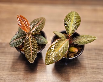 Anthurium Renaissance Variegation. Hybrid Seedling Size 3-5 inch