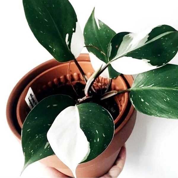 Philodendron White  Knight ( Size 1-2 inch)