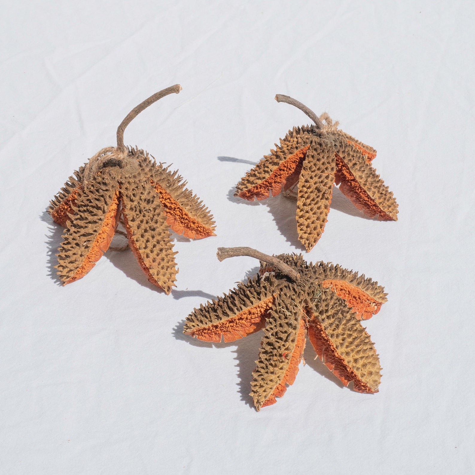 Natural Teak Seed Pod for Rustic DIY Crafts Dried Bouquets Etsy