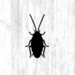 Adesivi scarafaggi, adesivi scarafaggi, adesivi scherzi, adesivi murali, adesivi murali scarafaggi, adesivi insetti