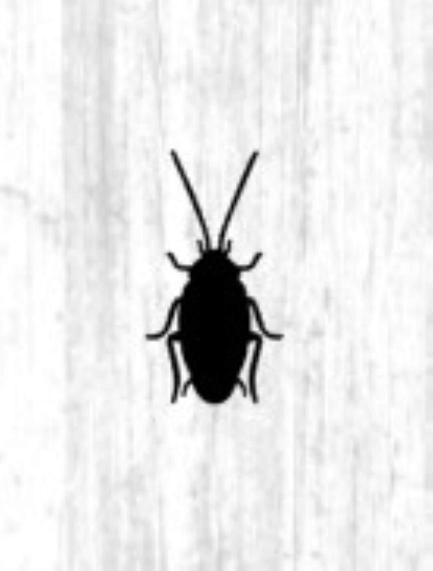 Cockroach Decals, Roach Decals, Prank Decals, Wall Decals, Cockroach ...