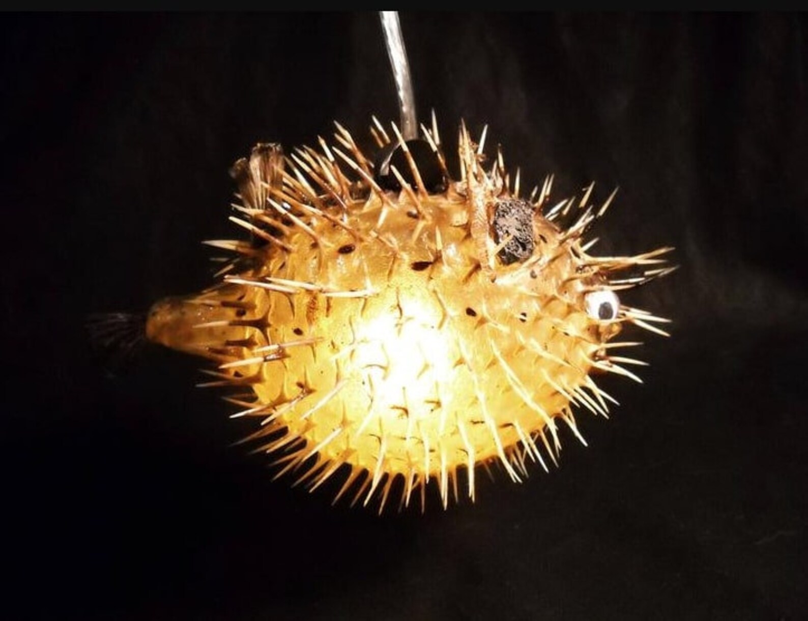 710 Hanging Light Puffer Fish Real Blowfish Lamp Etsy