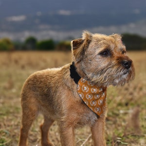 Könnte beinhalten: Ein brauner und brauner Terrierhund, der ein braunes Bandana mit einem weißen Muster aus Lorbeerkränzen und Helmen trägt. Der Hund steht auf einem braunen Grasfeld.