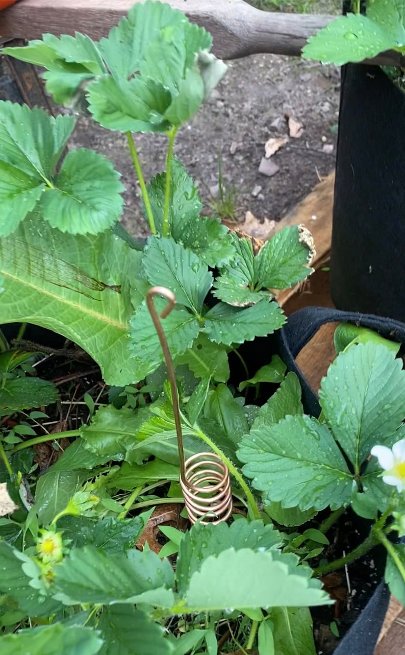 Copper Electroculture Antenna Etsy Australia