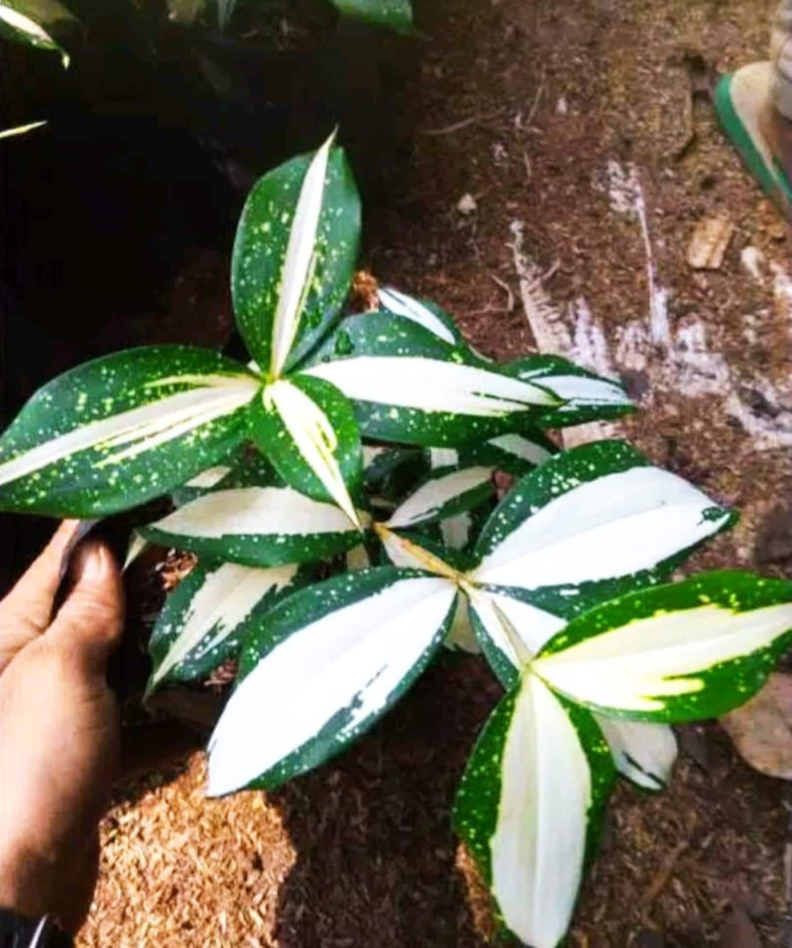 драцена milky way. драцена суркулоза милки вэй. драцена годсефа. драцена милки. драцена годсефа.