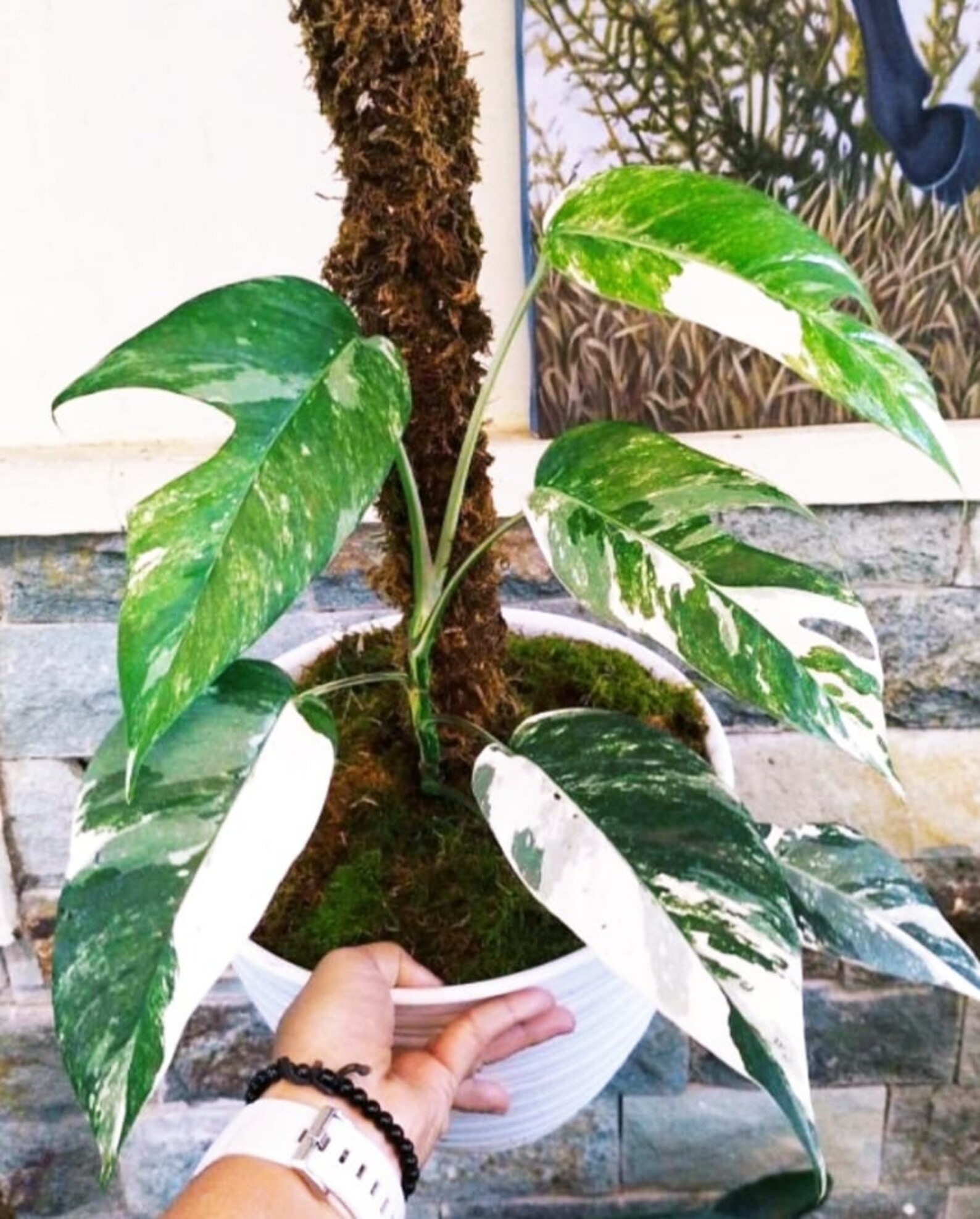 Epipremnum Pinnatum Albo Variegated