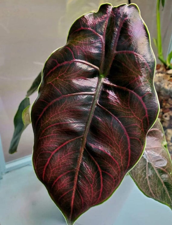 Alocasia Azlanii Rare and Unusual House Plant 100 Seeds - Etsy