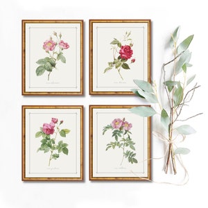 Conjunto de 4 rosas vintage para San Valentín para imprimir, paquete de estampados florales de rosas rosas, arte de pared de Redoute Botanicals, ilustración de flores para decoración del hogar