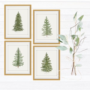 May include: Four framed wall art prints featuring botanical illustrations of evergreen trees in green tones. Each print is enclosed in a gold frame and displays a unique coniferous tree species with its scientific name printed in small black text below.