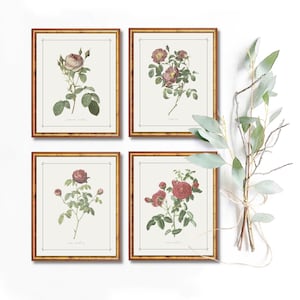 Juego de 4 carteles botánicos vintage para imprimir con rosas Redoute, arte de pared, flores retro, impresiones de galería neutras para el día de San Valentín, decoración de granja