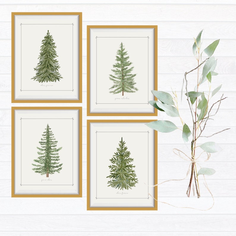 May include: Four framed wall art prints featuring botanical illustrations of evergreen trees in green tones. Each print is enclosed in a gold frame and displays a unique coniferous tree species with its scientific name printed in small black text below.