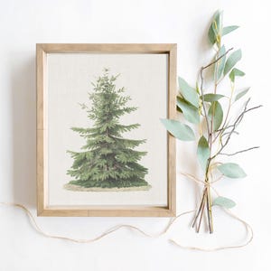 May include: A framed print featuring a detailed botanical illustration of a green coniferous tree centered on a light-colored background. The frame is made of light-toned wood, and a small bundle of eucalyptus branches is placed to the right side.