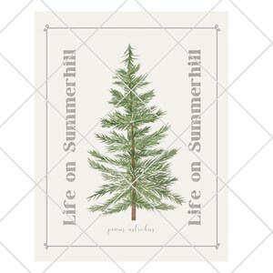 May include: A rectangular print featuring a central green pine tree illustration with a brown trunk. The text Life on Summerhill is printed vertically on both sides of the tree, and the text pinus strobus is centered at the bottom inside a thin border.