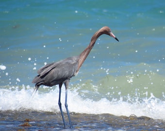 Reddish Egret on Beach with waves, beach creations, Digital Download Art Print, tropical, beach, wading birds