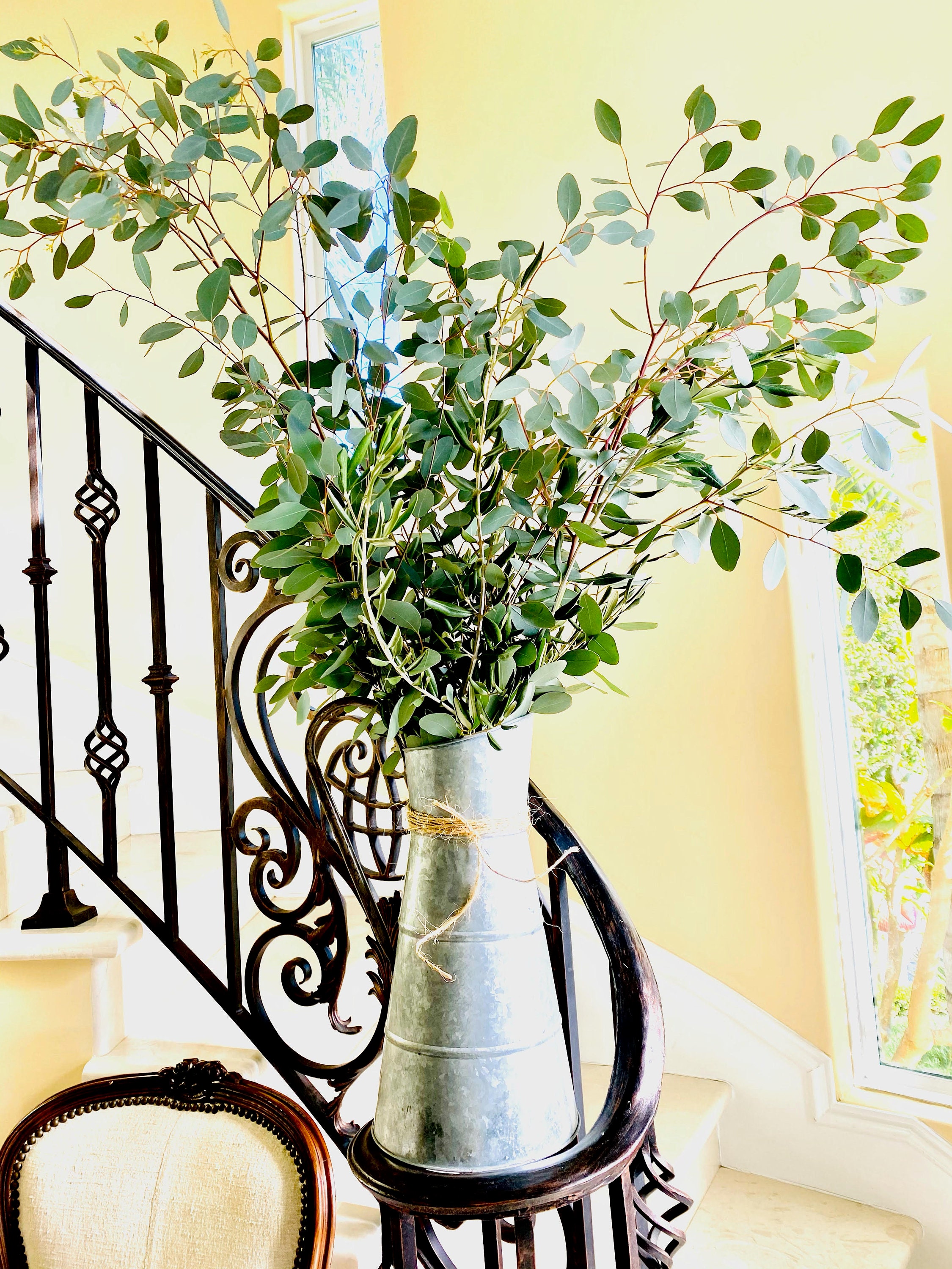 Extra Large Silver Dollar Eucalyptus Bunch not vase Fresh Etsy