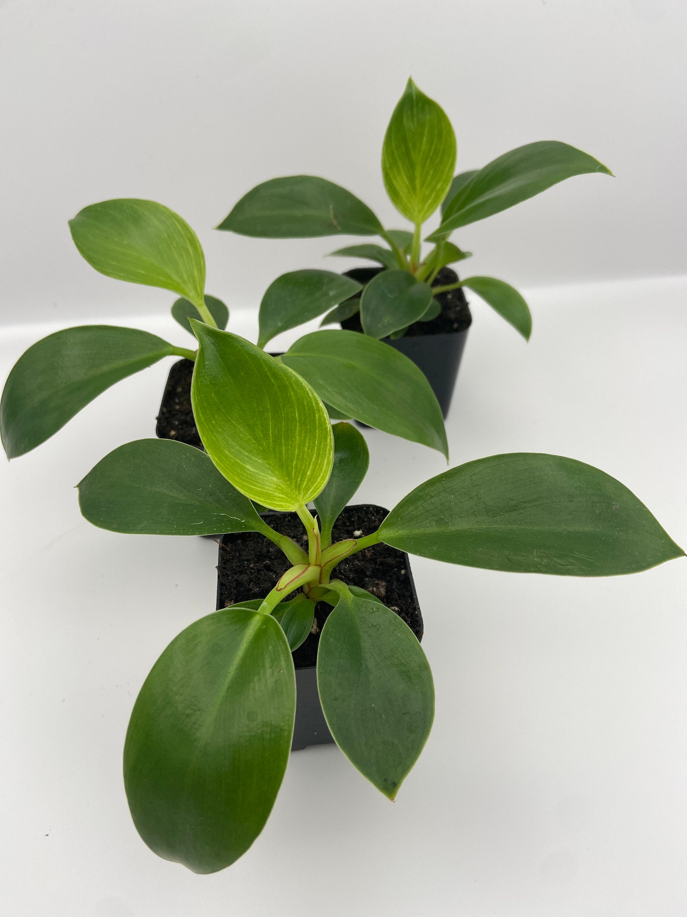 Philodendron 'Birkin' Babies
