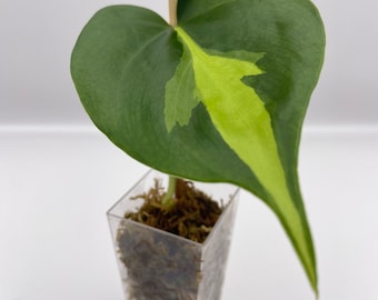 Philodendron Hederaceum variety Cuttings in sphagnum moss