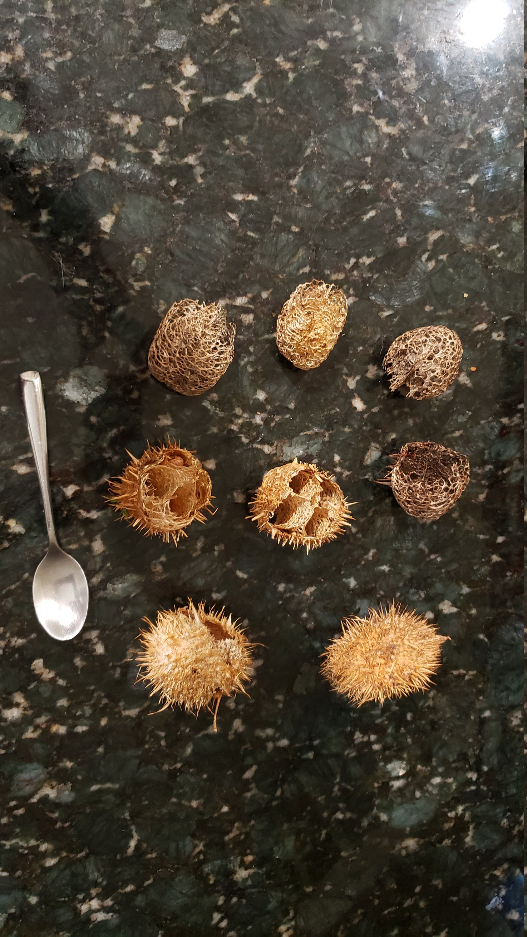 Dried Wild Cucumber seed pods For crafting or arrangements Etsy