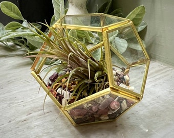 Crystal Air Plant Terrariums