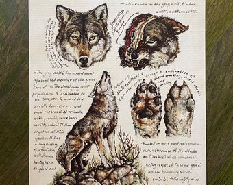 Darryl Way's Wolf Canis Lupus Vinyl Record LP, Deram UK Pressing