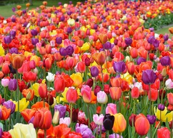 bulbs PLANT NOW for Spring 2020 25 Beautiful Solid RED TULIP BULBS 12 cm 
