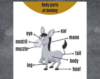 Anatomy of Donkey - Etsy