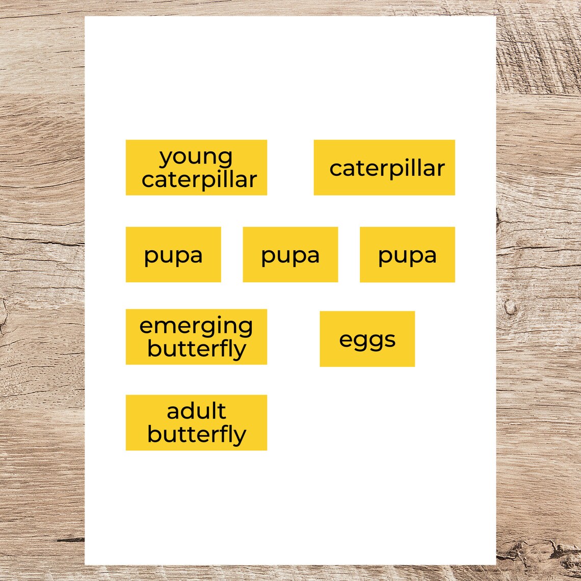 Butterfly Life Cycle Matching Game Preschool Busy Book Etsy