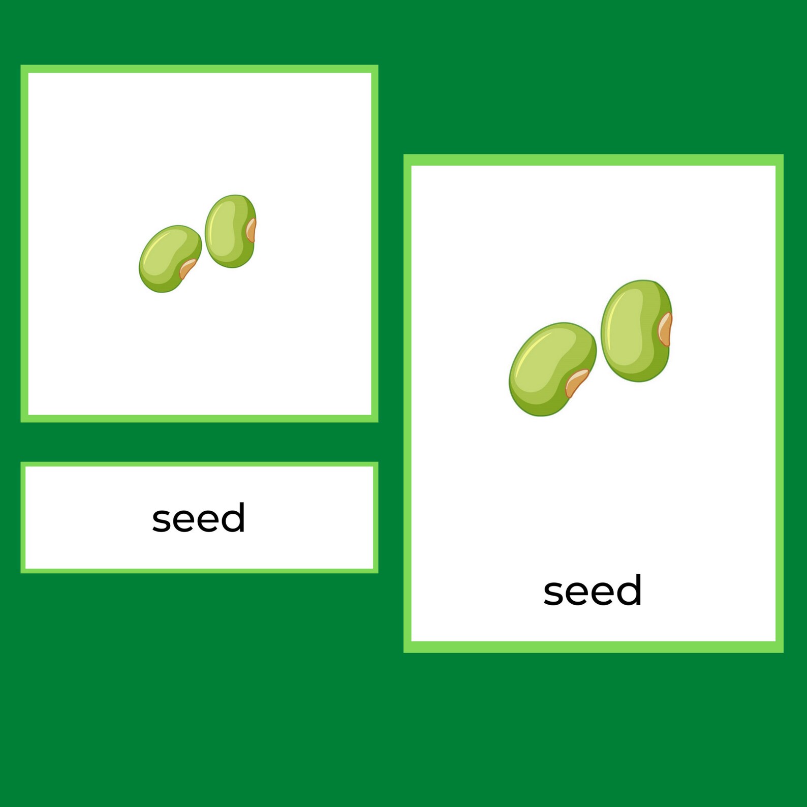 Montessori Bean Life Cycle Nomenclature Flashcards Set 3 - Etsy