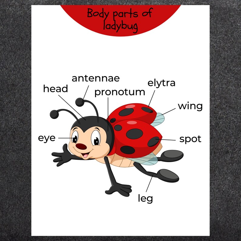 Montessori Matching Game Body Parts of Ladybug Preschool Busy - Etsy
