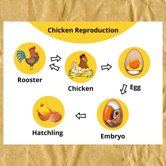 Montessori Matching Game Chicken Reproduction Preschool Busy Etsy