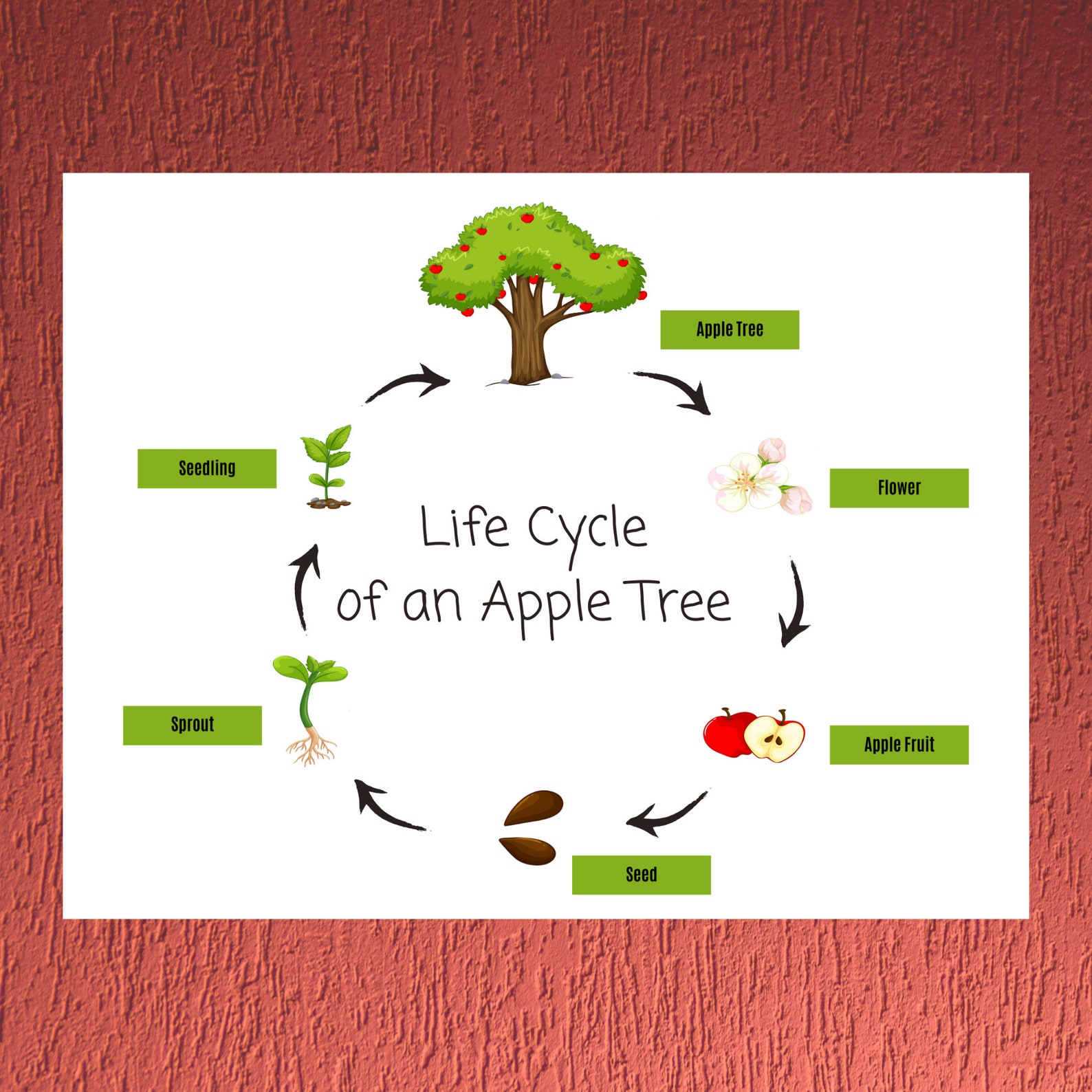 Free Printable Apple Tree Life Cycle Worksheet Free Printable Apple Tree Life Cycle Worksheet