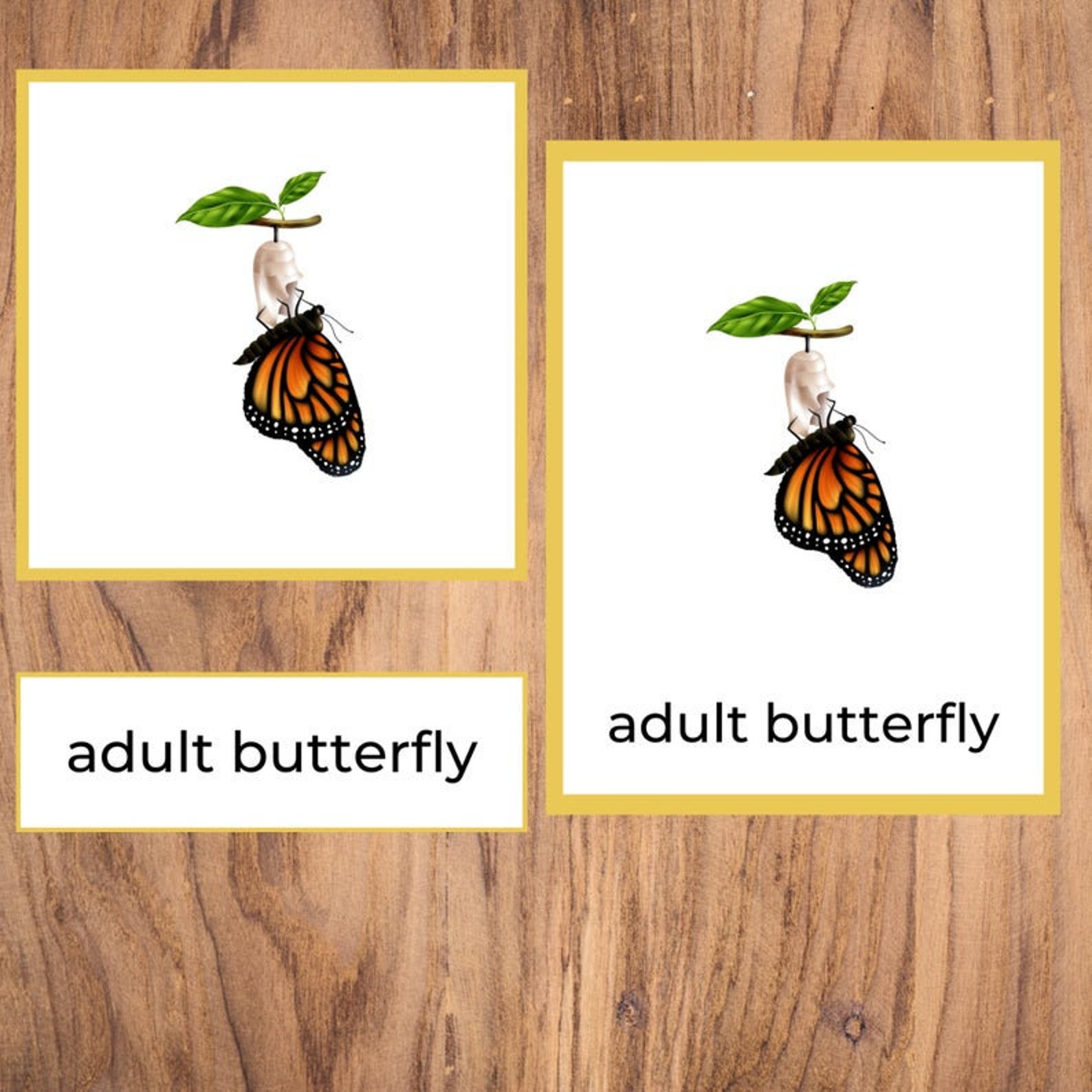 Montessori Butterfly Life Cycle Material Montessori Etsy UK