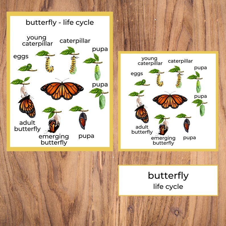 Butterfly Life Cycle / Preschool Busy Book / Life Cycle for Etsy Canada
