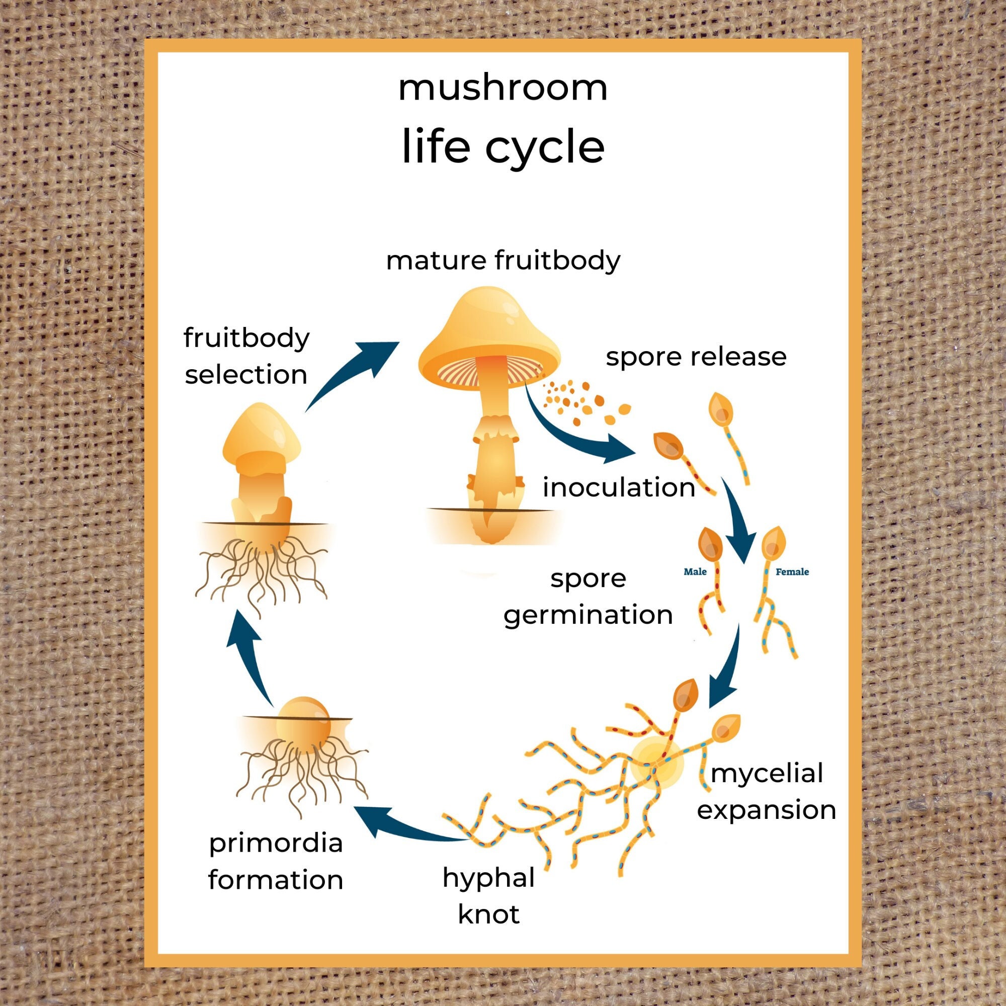 Mushroom Life Cycle Matching Game Preschool Busy Book | Etsy