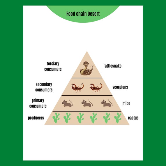 Desert Food Chain Matching Game Preschool Busy Book Homeschool | Etsy
