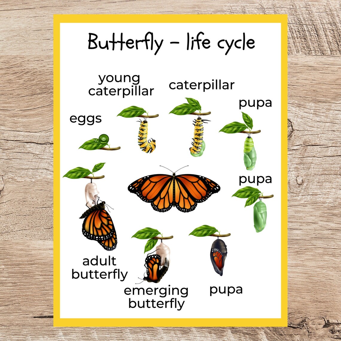 Butterfly Life Cycle Matching Game Preschool Busy Book Etsy