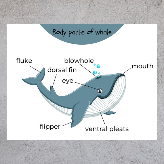 Matching Game Body Parts of Whale Preschool Busy Book Anatomy - Etsy